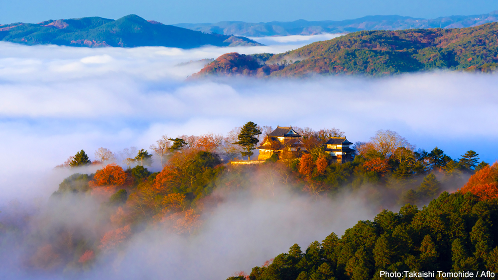 #PhotosOfTheMonth: #Koyo is here - see the leaves change at Japan's #HistoricCastles incl. the colorful wonder of Nagano's #MatsumotoCastle &amp; Osaka's #OsakaCastle, Gifu's illuminated #GujoHachimanCastle, and Okayama's cloud-floating #BitchuMatsuyamaCastle.
japan.travel/en/things-to-d…