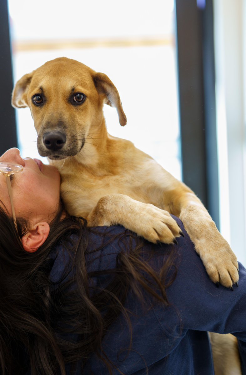HWAC's tweet photo. If you are thinking of bringing a new furry friend into your home before the holidays, this is the time to stop by the Center. We currently have over 75 adoptable canines bringing our kennels to their capacity and we plan to rescue over 100 more pets within the next week. (1/3) https://t.co/3gNaDVjr1O