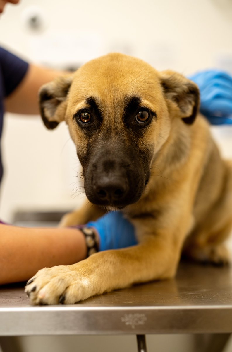 HWAC's tweet photo. If you are thinking of bringing a new furry friend into your home before the holidays, this is the time to stop by the Center. We currently have over 75 adoptable canines bringing our kennels to their capacity and we plan to rescue over 100 more pets within the next week. (1/3) https://t.co/3gNaDVjr1O