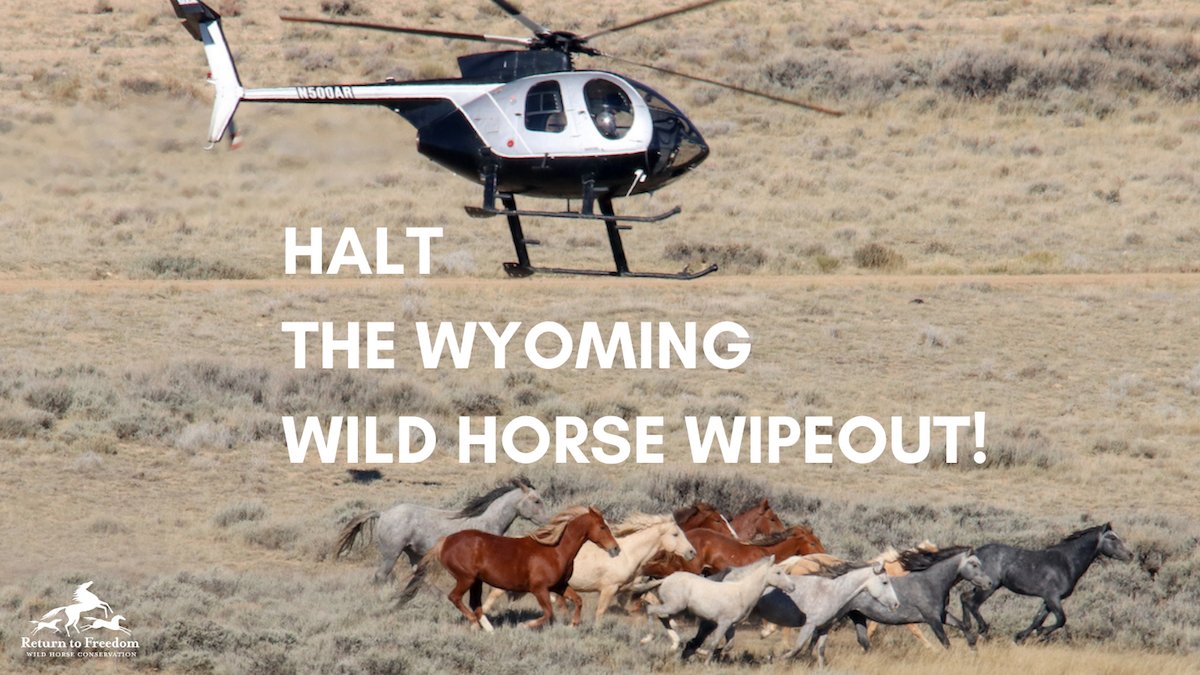 ReturnToFreedom's tweet photo. Take action for Wyoming's wild horses: https://t.co/Gheen5aUHk #horses #wildhorses RTF file photo. https://t.co/gTVEVJ2LWG