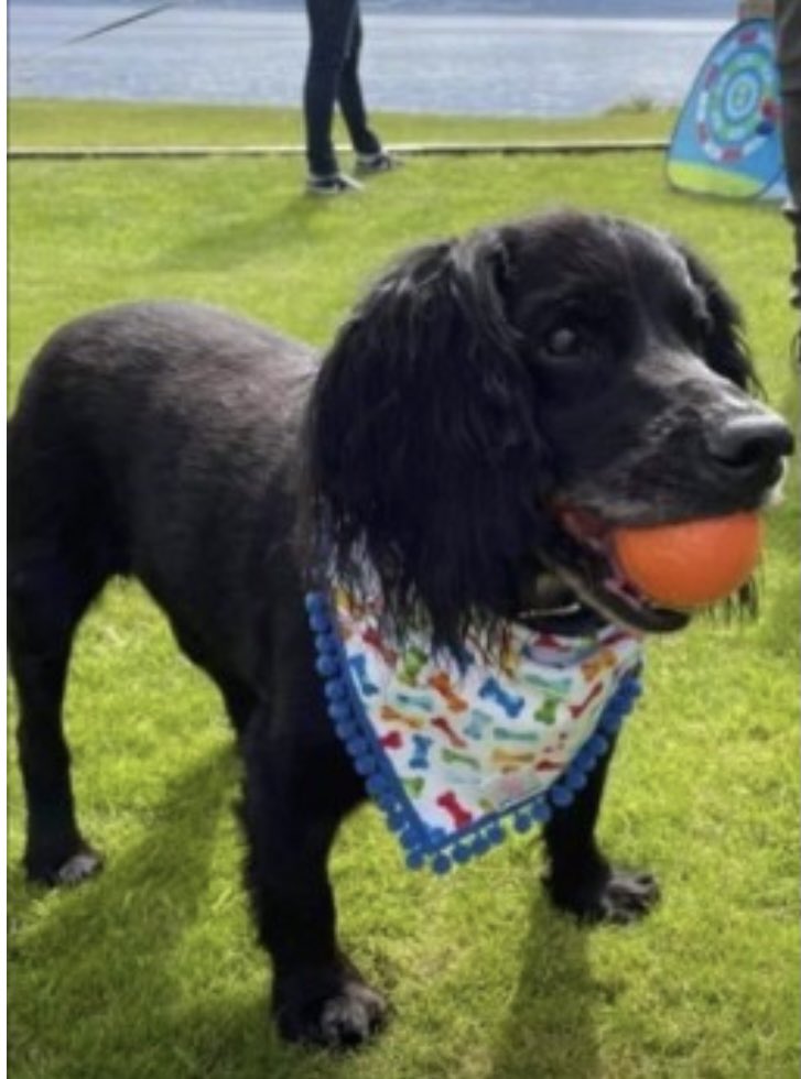 HARVEY - ELDERLY/DEAF #CockerSpaniel missing #BenBowie #Helensburgh #SCOTLAND #G84 4/11/21 DISAPPEARED ON A WALK around 6pm Male/black TAGGED&CHIPPED Wearing tweedy patterned collar doglost.co.uk/dog-blog.php?d… @MissingPetsGB @HelensburghSNP @MolliePug @RachaelB100 @bs2510