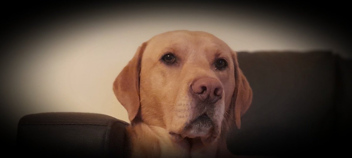 WeeBarkley's tweet photo. #wedontdofireworks https://t.co/UJeERFD5Xf