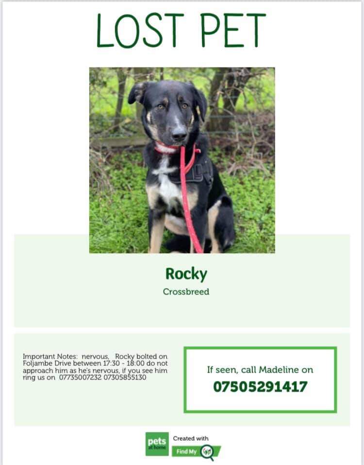 MissingPetsGB's tweet photo. Rocky is a new rescue dog that doesn't know the area he's escaped from.
This is extremely urgent.
Microchipped.
Was wearing a RED COLLAR, with BLACK HARNESS &amp; LEAD ATTACHED!
He's missing from the Dalton area.
FOLJAMBIE DRIVE #S65
#ROTHERHAM SOUTH YORKSHIRE
https://t.co/EWFSPGO57J https://t.co/rYSiZ1BvaX