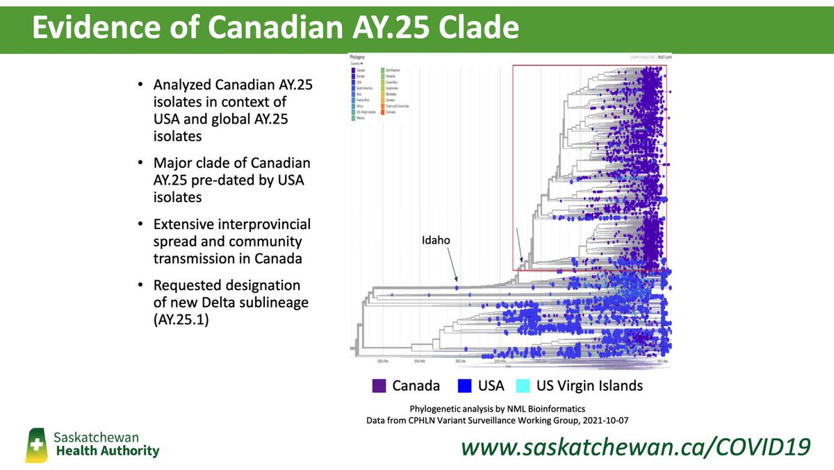 Smmsk626's tweet photo. Congratulations to @premierscottmoe @MerrimanPaul and @jkenney
You did it! We now have our very own western Canadian - subtype of delta - AY25.1
Predictable result of allowing virus to run unchecked through a population #skpoli #COVID19sk #covid19ab
Proud? https://t.co/w3VM4mQ5Z4