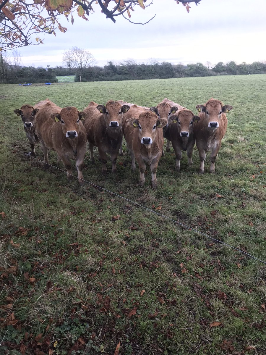 com_wjs's tweet image. All the lovely girls🥰 #Aubrac