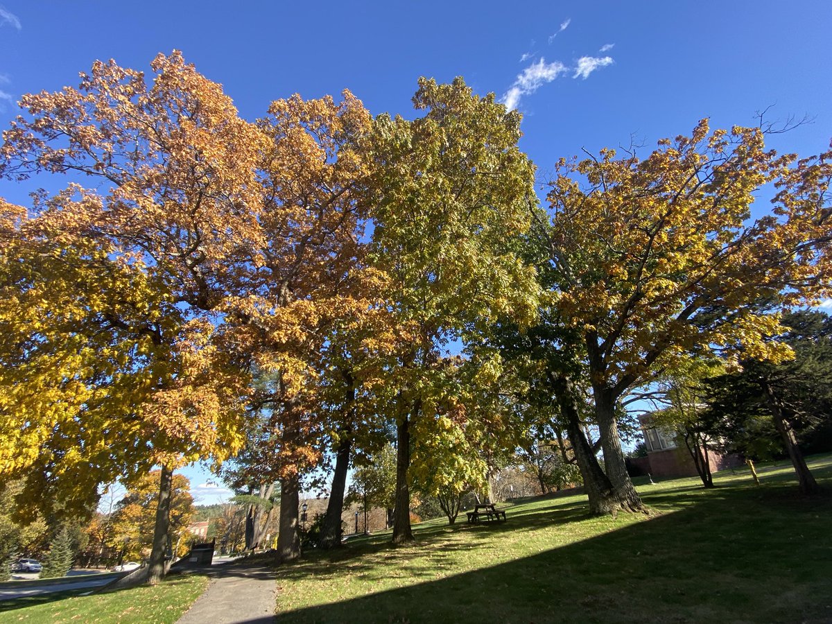 ErinaMary's tweet photo. I just learned a Japanese word for sunlight filtering through trees— ‘komorebi.’  Whatever you call it,  it’s a glorious autumn afternoon on the Regis campus #RegisCollege #thePrideinAutumn https://t.co/5JRhwwZs4i