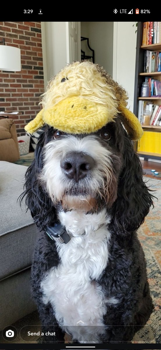 AshRe_'s tweet photo. @thotsofdoglol This is Frankie and his best friend, Mr. Duck https://t.co/frYdcmdAzw