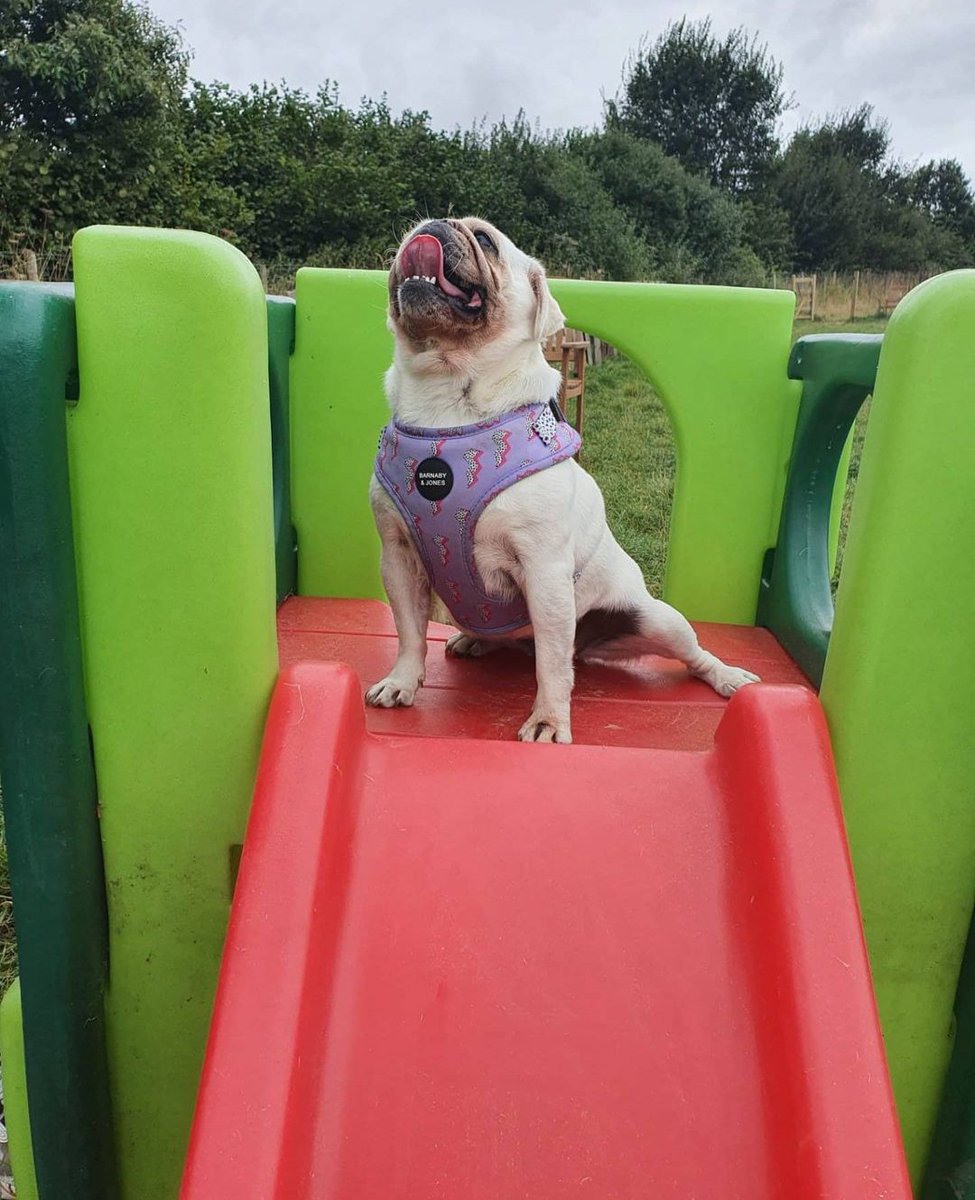 LaurathePugMom's tweet photo. Play timeππ
#pug #pugplay #puglove #puglife #whitepug #tbt https://t.co/x3aCJguWod