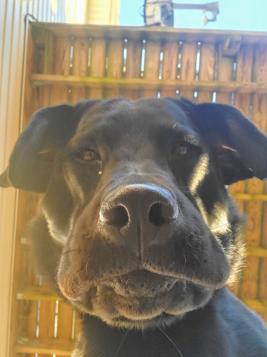 AshRe_'s tweet photo. @thotsofdoglol And this is Jenny, she likes to see things from new perspectives. https://t.co/8c8g7CBuOZ