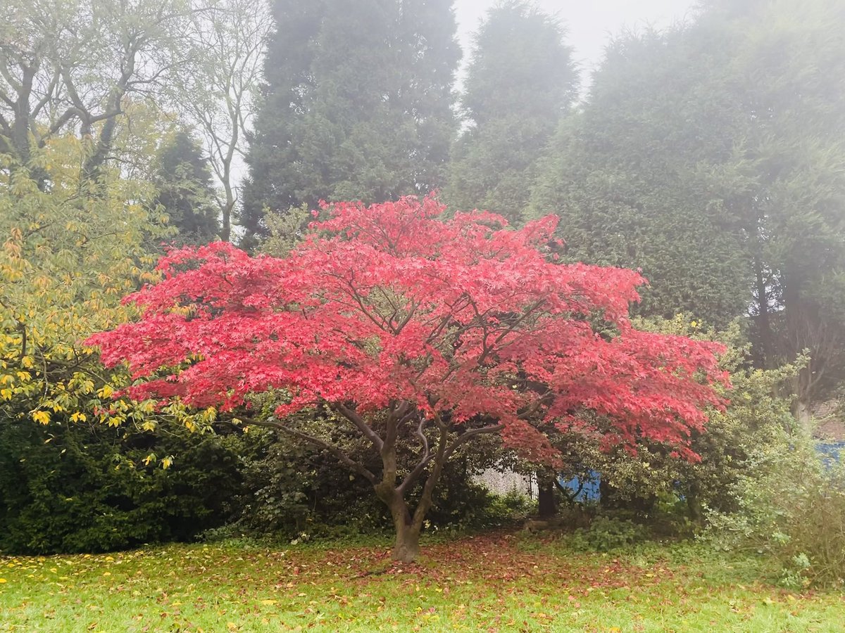 ky1iew's tweet photo. Without a doubt one of my favorite trees at this time of year.  It was so lovely to visit the park and grab a brew from the new community cafe!  #DebdalePark @parks_great @MCCGortonAHey https://t.co/TNqITsPLlD