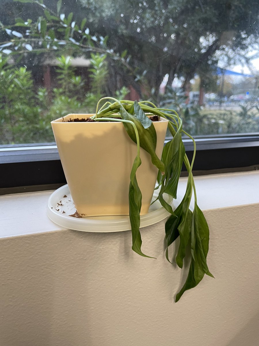 UNGOconee's tweet photo. This week has us like…. 
We hope you had a great week Nighthawks! If you feel how this plant looks, be sure to take some time for yourself and enjoy the weekend! We hope it’s a good one! #ungoconee https://t.co/W6CRfbXuMF