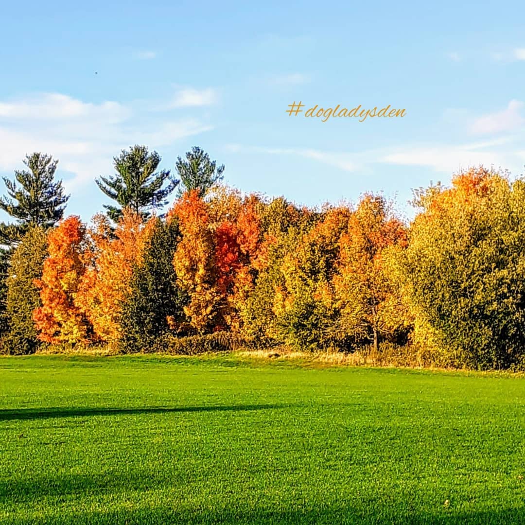 DebbieDoglady's tweet photo. At last! Some excellent fall colour in our area. 🍁🍂🍁🍂🍁🍂🍁 #dogladysden #photographer #mobilephoto #mobile_photography #mobile_click #SamsungA10 #naturelover #naturephoto #naturephotography #beautyofnature #beautyinnature #greenspace… https://t.co/587MnpF4If #dogladysden https://t.co/JMU8FmfUAx