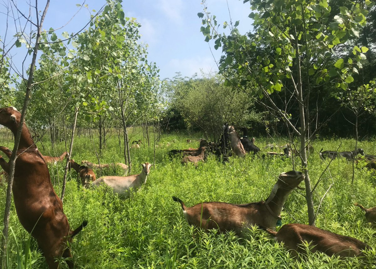 sweetgreen's tweet image. #FridayViews from our friends at @PrairieFruits. They supply goat cheese to 2 of our Chicago locations + “strive to provide an environment that lets animals express their natural behaviors—letting goats be goats (with some fencing!!)”🌱🐐