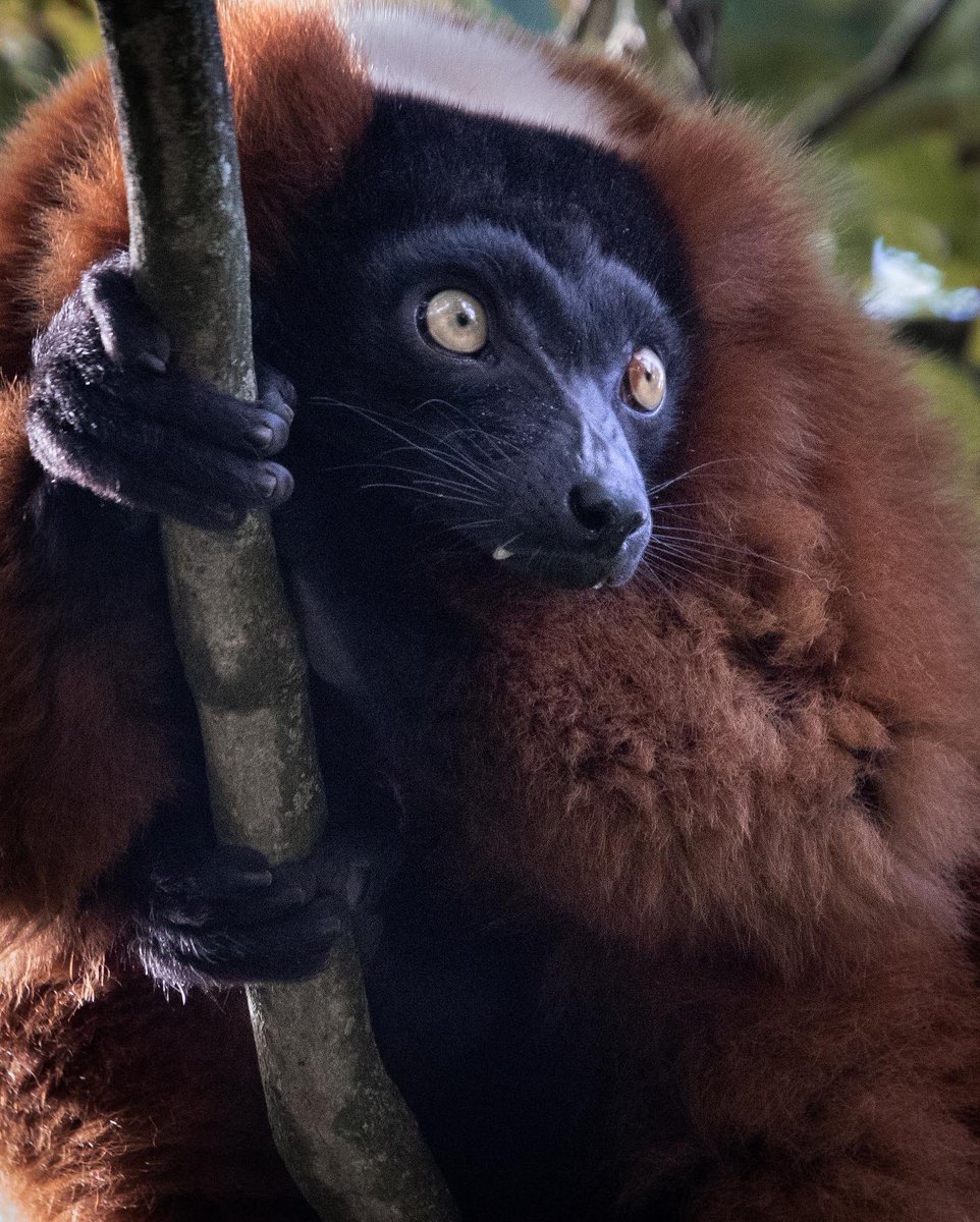 CunningWildlife's tweet photo. Red ruffed lemurs definitely look good in autumnal colours…despite originating from a country without an autumn (but rather a wet and dry season).
.
.
#chesterzoo #zooeducation #thezoo #lemur #autumnal #redruffedlemur #prosimian #primates #biaza #wildlifeeducation #learnatcz https://t.co/lduFxhFIFj