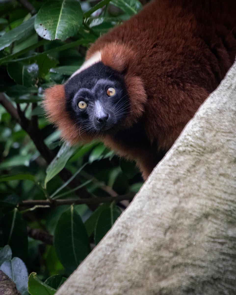 CunningWildlife's tweet photo. Red ruffed lemurs definitely look good in autumnal colours…despite originating from a country without an autumn (but rather a wet and dry season).
.
.
#chesterzoo #zooeducation #thezoo #lemur #autumnal #redruffedlemur #prosimian #primates #biaza #wildlifeeducation #learnatcz https://t.co/lduFxhFIFj