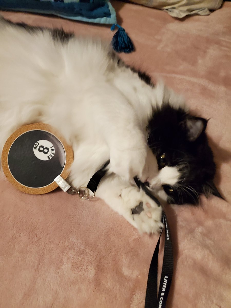 HeyHelpDeskGuy's tweet photo. Good news. My cats @Layer8Con swag has arrived! #Layer8 #Layer8Con #CatsofTwittter https://t.co/PD3IUKkgJb