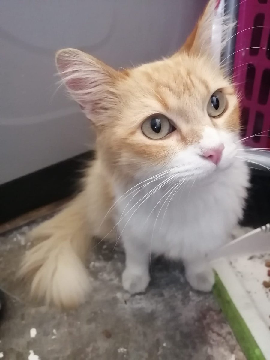 tomlibrarian's tweet photo. Esta gatita está en adopción. Al parecer se perdió de su casa y nadie la ha reclamado. Si usted quiere experimentar las ventajas de tener un gato, no se pierda la oportunidad. Yo se la llevó a la puerta de su hogar. Compartan para que alguien se enamore 😸 https://t.co/UCXNREajQR