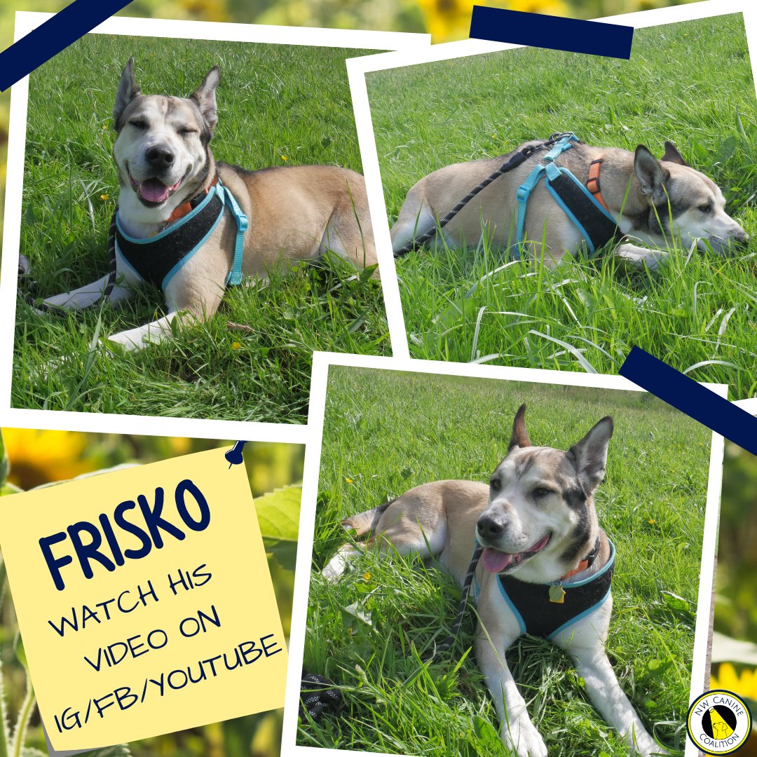 Frisko is a loyal and sweet Siberian Husky mix looking for a friendly forever home or even a FOSTER home to go on adventures and snuggle afterwards! To meet Frisko, visit our website, NWCanineCoalition.org, and click on the logo for our partner rescue Red Waggin Rescue.