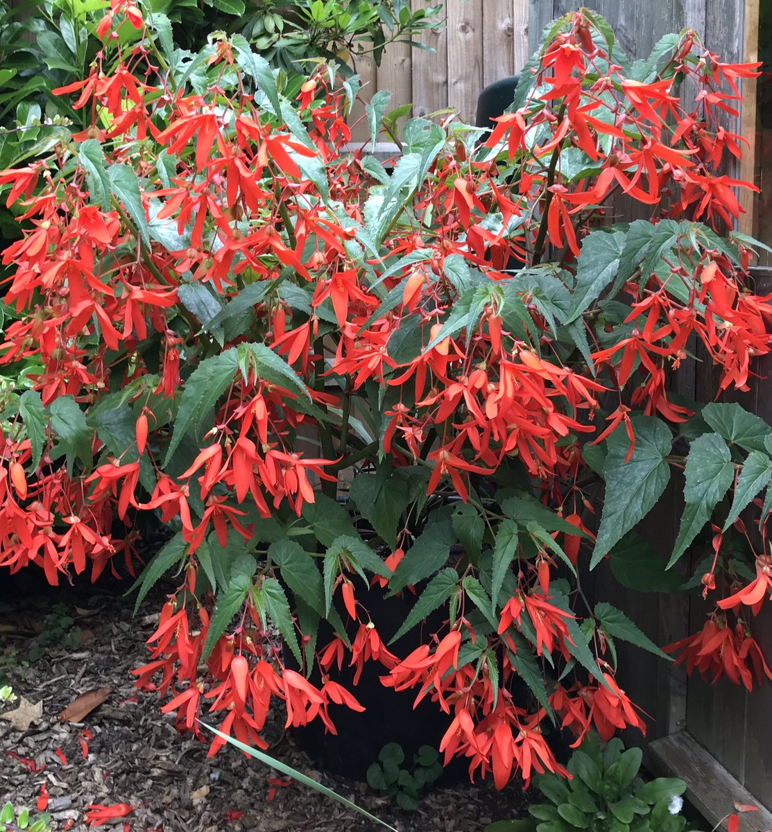 Rectory_Garden's tweet photo. They’re starting to suffer from the recent frosts and will be heading undercover soon but today’s #AlphabettyBlooms are Begonia Santa Cruz that have been an absolute joy and a first for me this year #begoniasantacruz #tendertubers #potsofcolour https://t.co/vo5nY8gVZs