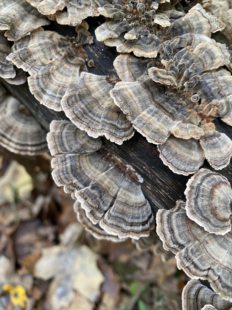 polyporesandmo1's tweet photo. Someone make a color swatches out of this like omg https://t.co/kEXWRFPWm3
