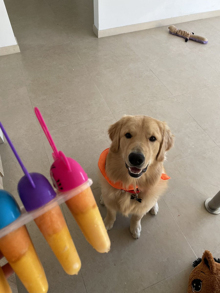 PauNavarro11's tweet photo. Le hago paletas a tommy de zanahoria y mango 🥕🥭 sus preferidas 😋 
1. Cuando las ve  🤣
2. Cuando sabe que le daré una 🐶 
3. Disfrutando 😋🥺☺️ https://t.co/35NM1as9kI