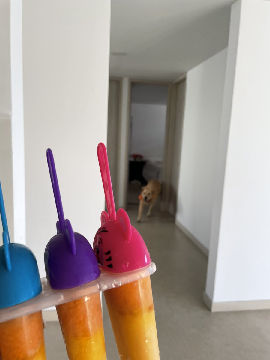 PauNavarro11's tweet photo. Le hago paletas a tommy de zanahoria y mango 🥕🥭 sus preferidas 😋 
1. Cuando las ve  🤣
2. Cuando sabe que le daré una 🐶 
3. Disfrutando 😋🥺☺️ https://t.co/35NM1as9kI