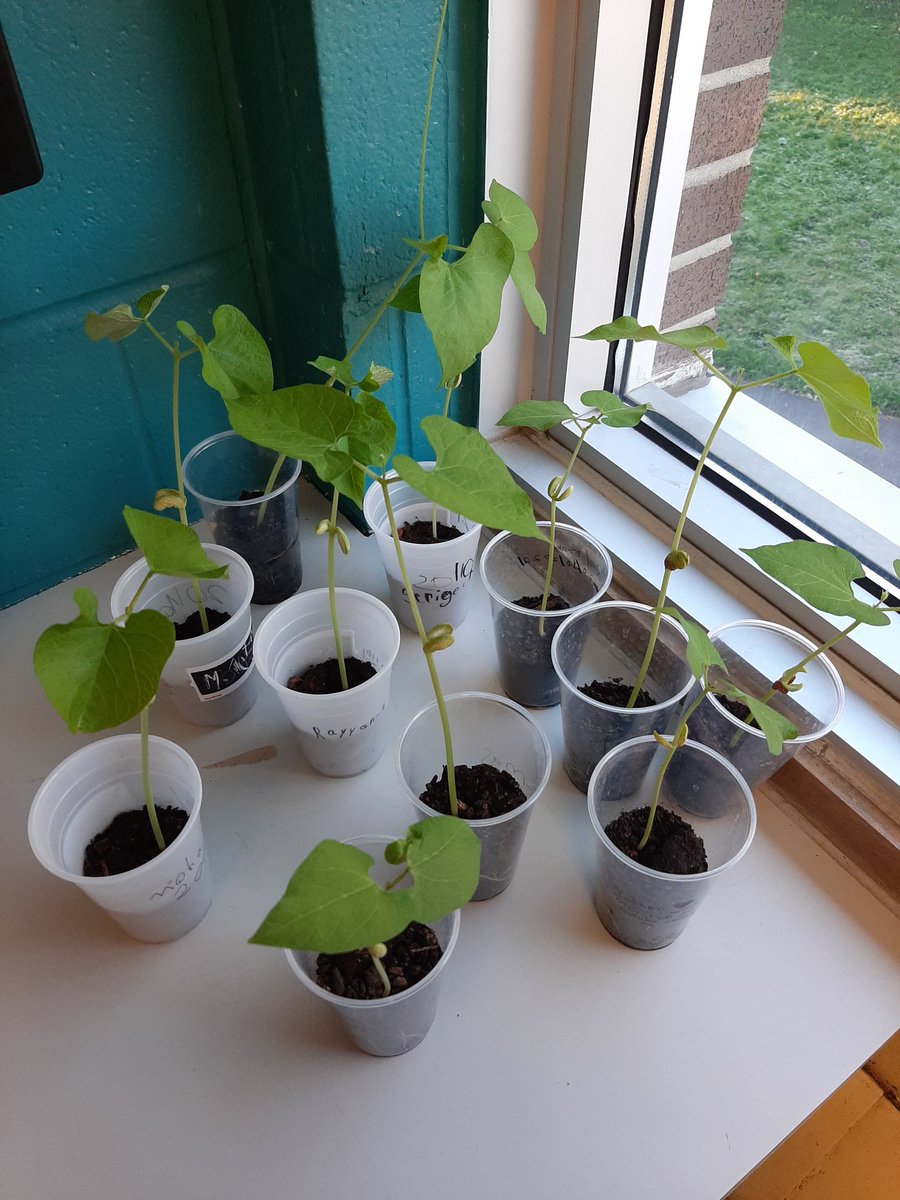 LudovicYarro's tweet photo. @HOJE_csviamonde @CSViamonde nos élèves observent le cycle de la plante de la graine jusqu'à la plante adulte #Sciences #learningwithexperience https://t.co/umgoz0nuxv