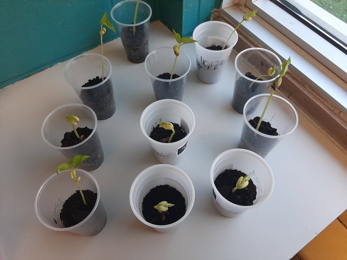 LudovicYarro's tweet photo. @HOJE_csviamonde @CSViamonde nos élèves observent le cycle de la plante de la graine jusqu'à la plante adulte #Sciences #learningwithexperience https://t.co/umgoz0nuxv