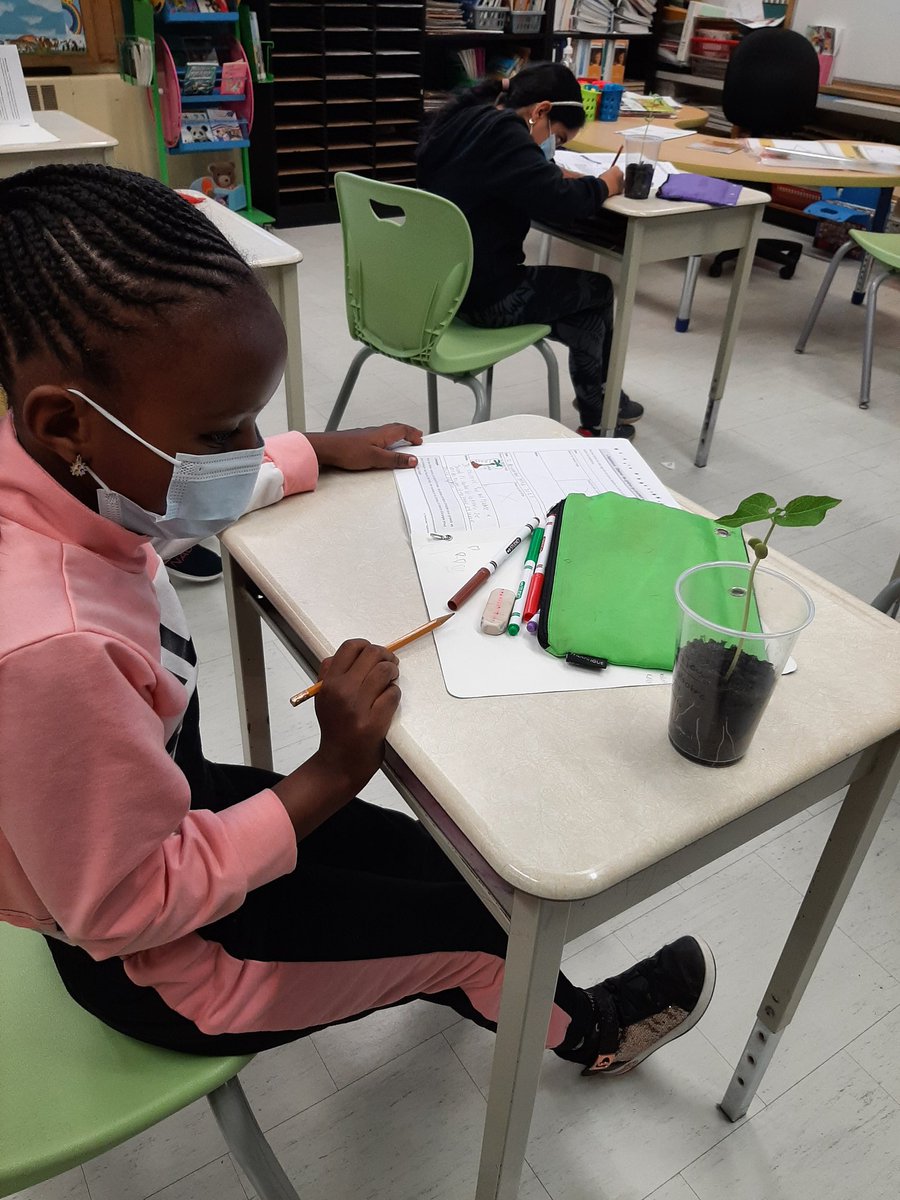 LudovicYarro's tweet photo. @HOJE_csviamonde @CSViamonde nos élèves observent le cycle de la plante de la graine jusqu'à la plante adulte #Sciences #learningwithexperience https://t.co/umgoz0nuxv