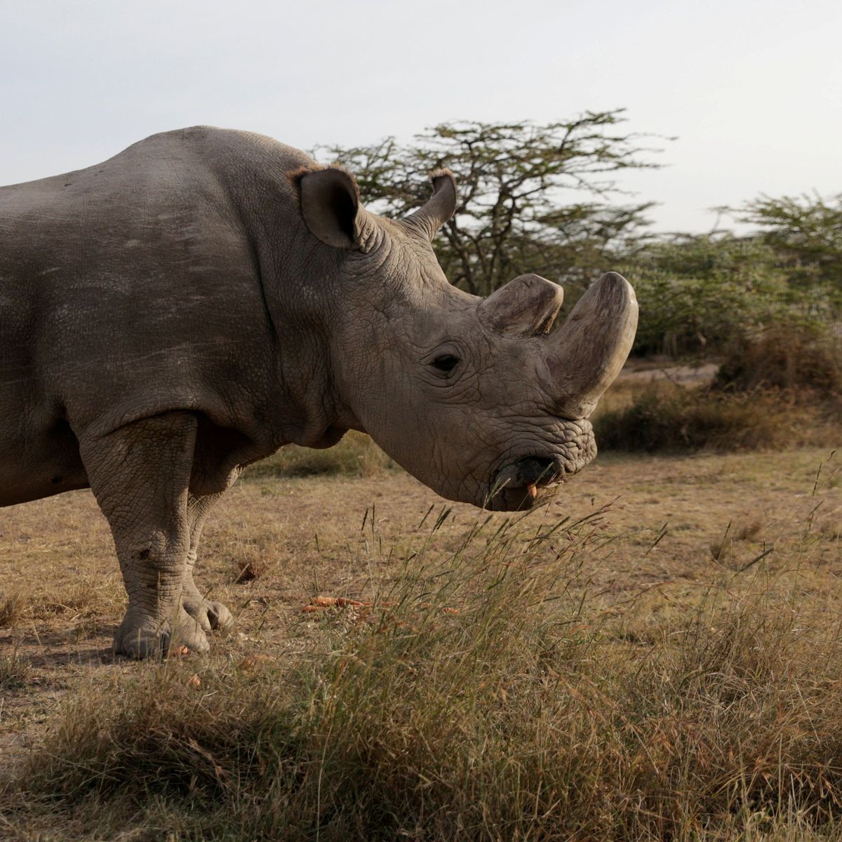 Sicher s'schönste Bild vo hüt, danke für die ufschlussriechie story ^^
#srfarena #Breitmaulnashorn