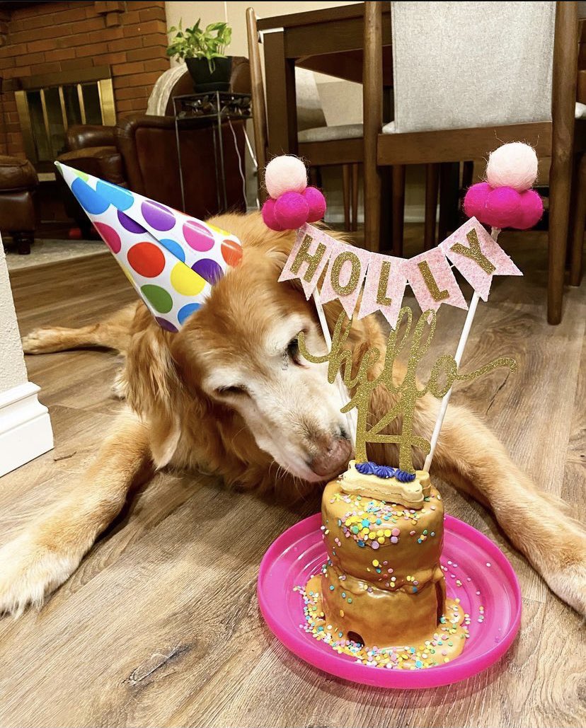 elissabrown's tweet photo. @thotsofdoglol This is Holly, she was 14 1/2 and passed away this year in august. Still the best angel 😍 https://t.co/58junDlyG2