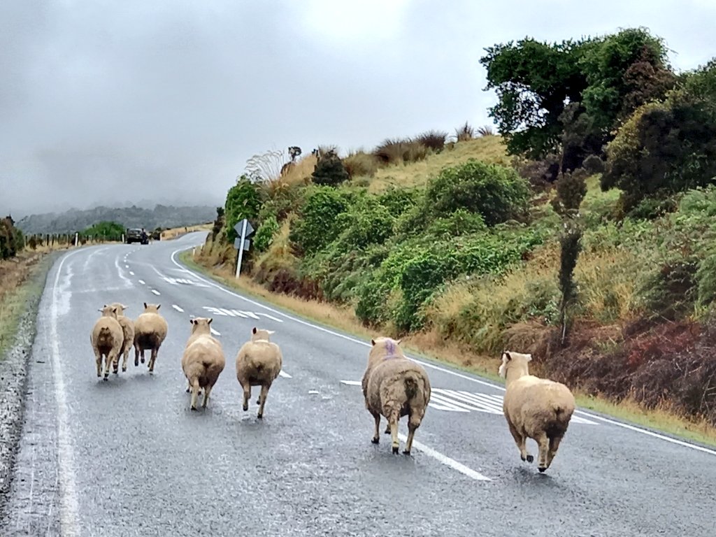 TravelBugsWorld's tweet photo. @AOAOxymoron @Adventuringgal @tangoandrakija @beckyexploring @jenny_travels @jasontravelblog @JourneyHeroApp @Best_of_Tara @Chalkcheese111 @carpediemeire @sl2016_sl @SashaEats @perthtravelers @smtownplussize @kmf116 @ta_community @FitLifeTravel @Abfabtravels @travelingmkter @suziday123 @LoriMoreno @lizzie_hubbard2 @LiveaMemory @GoodLifeWithIQ @leisurelambie @leo_tuxedo @AlisonAndalucia @CharlesMcCool @eatlivestay @LindaPeters64 @RoadtripC @SuchetaDoshiMD @TravelAtWill @tthrash @BeyondTheMiles1 @MandMsTravels @Yuzu79092625 @TokenRedFox1 @GreyToken @KaliTravel @Enrica510 @magee333 @GetLostBlog @BrielleMade @doinggeography @galiciaoriginl @deshatanner @DogFriendlyTrav @waysyouwander @magnomxofficial That is the BEST monkey photo!!
Unfortunately i forgot to add some monkey pics (they are on the pc)
So heres some escaping sheep instead. Wild event on the road trip ๐คฃ
#FlashbackFridayz
#FlashbackWeekendz https://t.co/BUHIsXLaoH