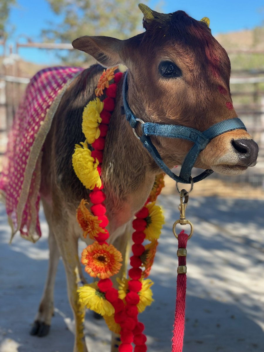 The pack is wishing you a great weekend! We love you.