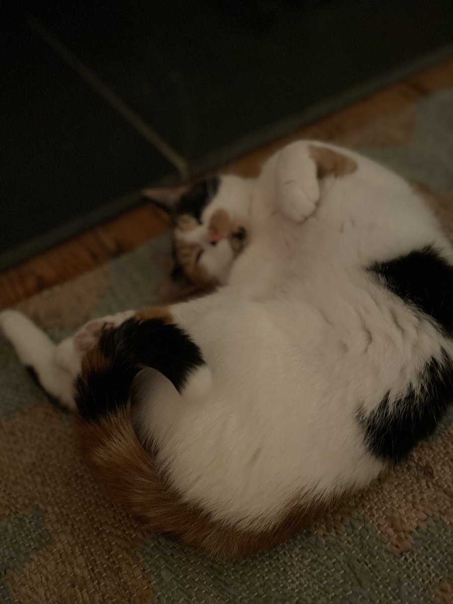 #bestdayever <a href="/rickygervais/">Ricky Gervais</a> <a href="/CatsProtection/">Cats Protection</a> <a href="/PickliciousF/">Pickle</a> happy Friday ! #FridayFeeling #ilovemycat