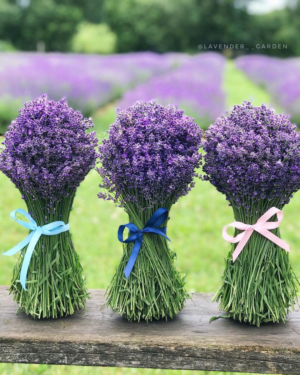 KelloggGarden's tweet photo. Bundled perfection! We wish we could smell this photo 🤩
-
Gorgeous lavender from @lavender__garden
https://t.co/noD7Fy77un https://t.co/6yKdn9ZMTq