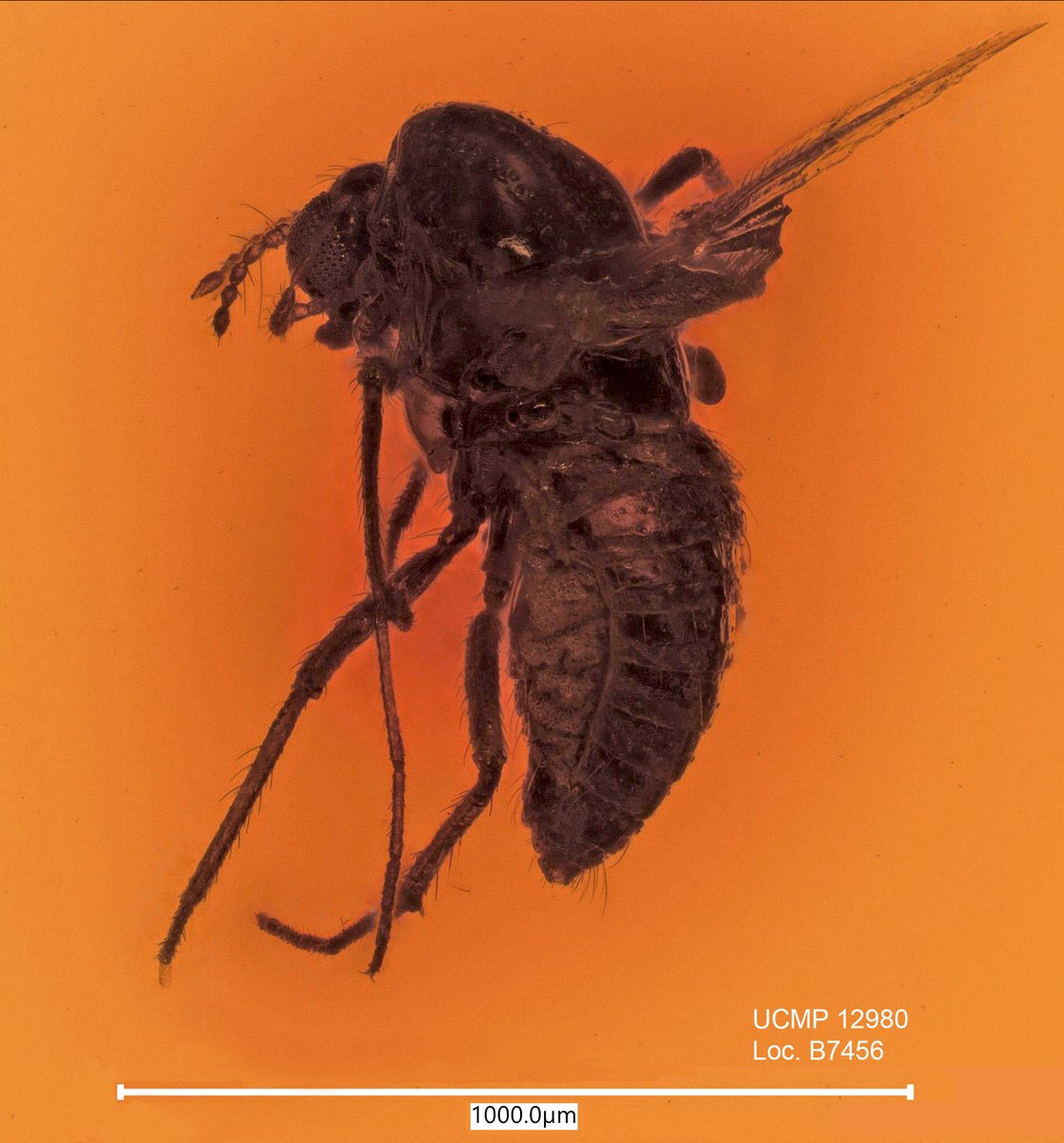 bfi_PEN_IMLS's tweet photo. Happy #FossilFriday! A nonbiting midge (Chironomidae) in Miocene amber from Chiapas, Mexico. Image taken with a Keyence digital microscope @ucmpberkeley. #fossils #insects  #paleontology https://t.co/0IU1fm54SW