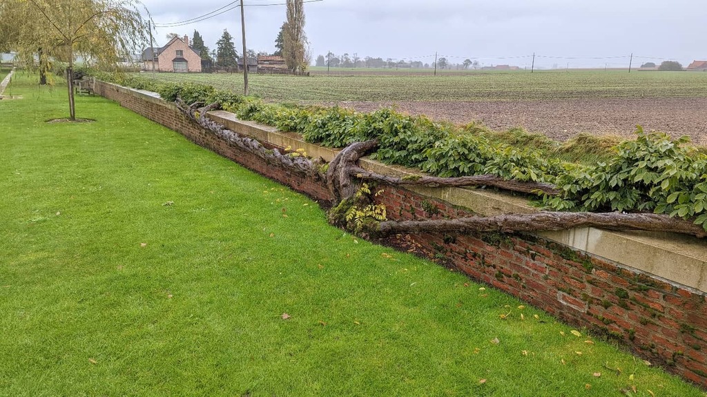 MJFHorticulture's tweet photo. This Wisteria! Or a strange creature climbing out of the ground over the wall! Can you see it?
#wisteria https://t.co/MohKHAWzqF https://t.co/Iy7HMqtw5i