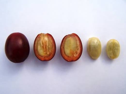 NKG PACE is open to members of the Black community who are interested in careers in coffee that include sensory analysis, quality-lab management, and Q Grader training.
Are you interested in learning more about this seed? Applications to become a PACE Partner are due 11/30!