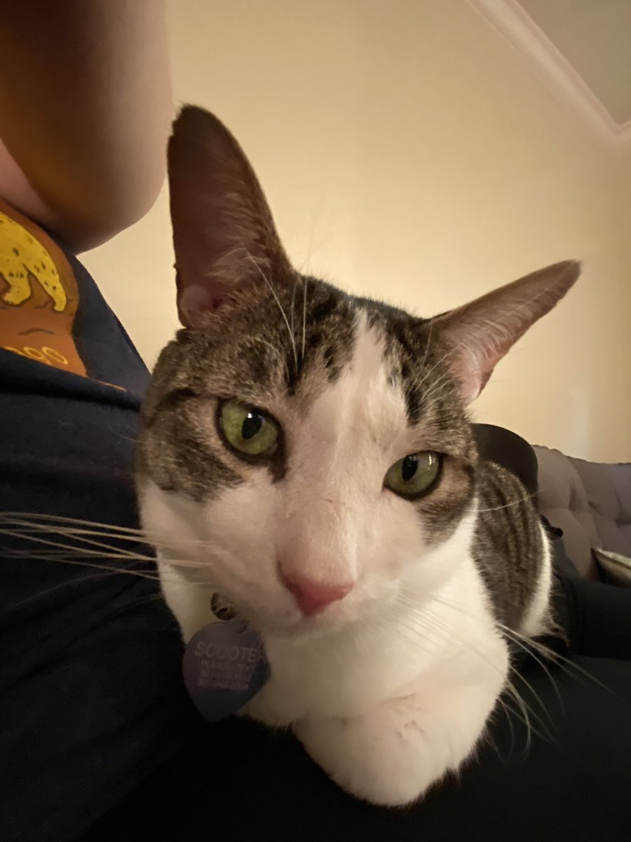 big ears, hear a lot