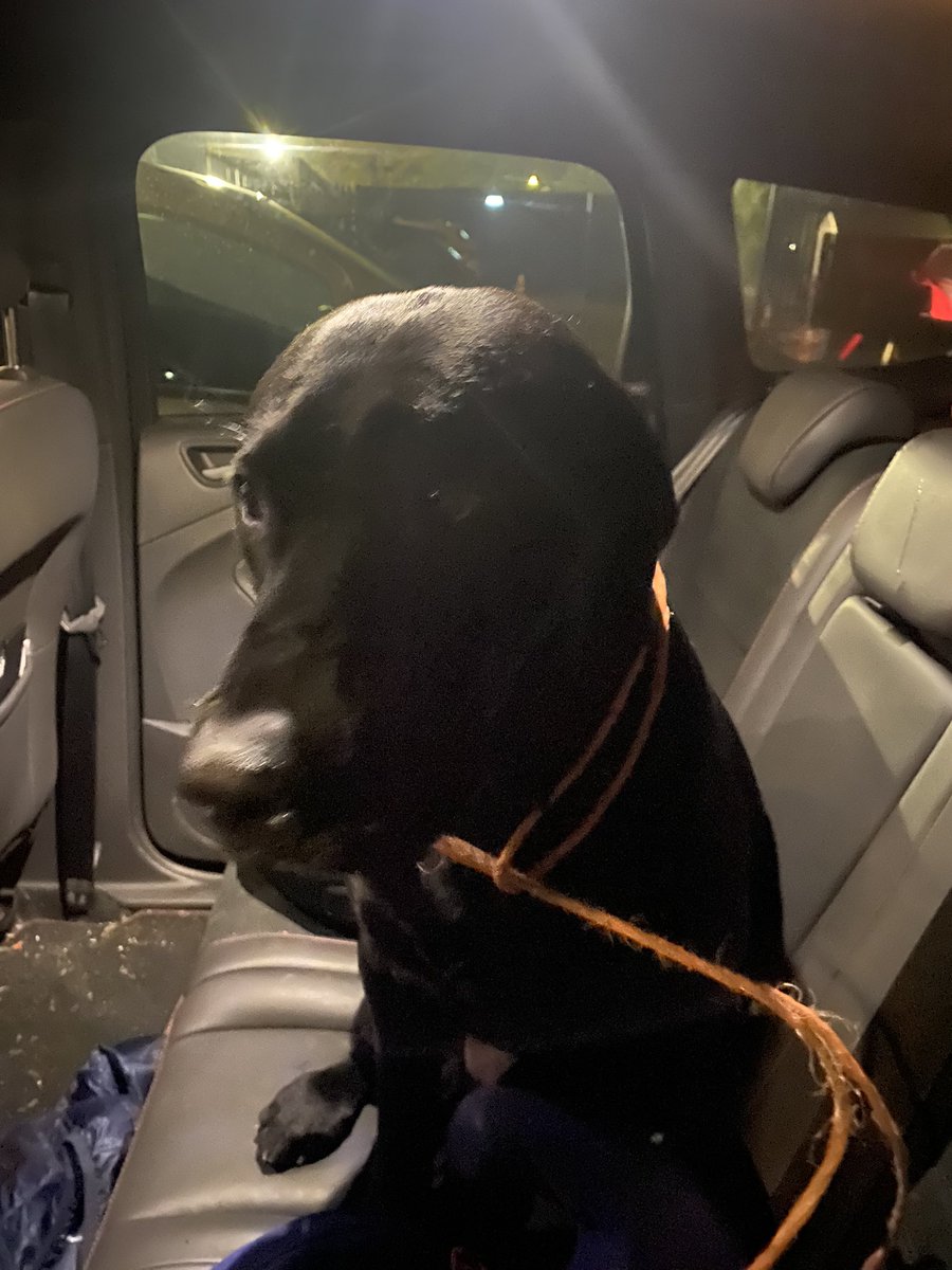 gemfob's tweet photo. @LarchwoodPS the Barnard boys enjoyed their trip to see the Lion 🦁 king 👑 late night but that’s what the holidays are for 😆😀 They also did the most amazing thing tonight and helped this lost little boy Otto the Labrador get home safely after he escaped @graybarnard https://t.co/b3FZQhATr3
