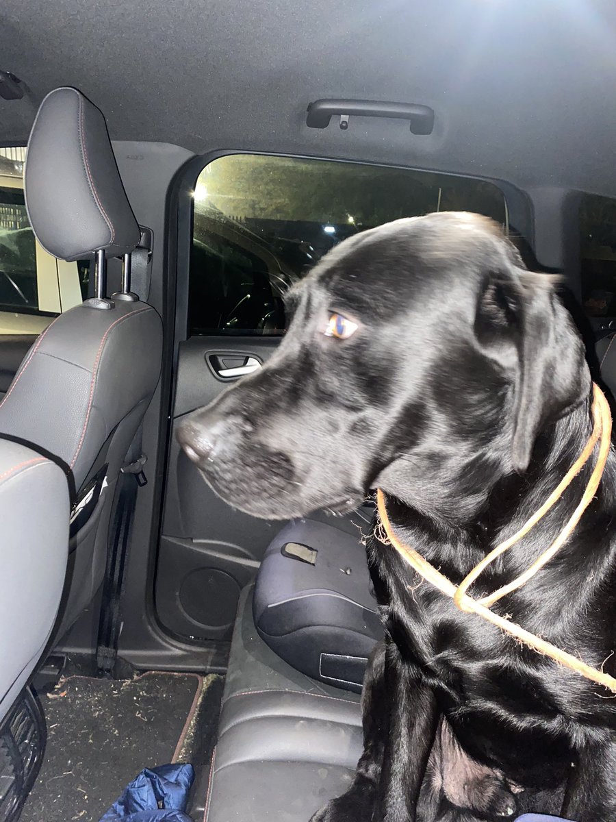 gemfob's tweet photo. @LarchwoodPS the Barnard boys enjoyed their trip to see the Lion 🦁 king 👑 late night but that’s what the holidays are for 😆😀 They also did the most amazing thing tonight and helped this lost little boy Otto the Labrador get home safely after he escaped @graybarnard https://t.co/b3FZQhATr3