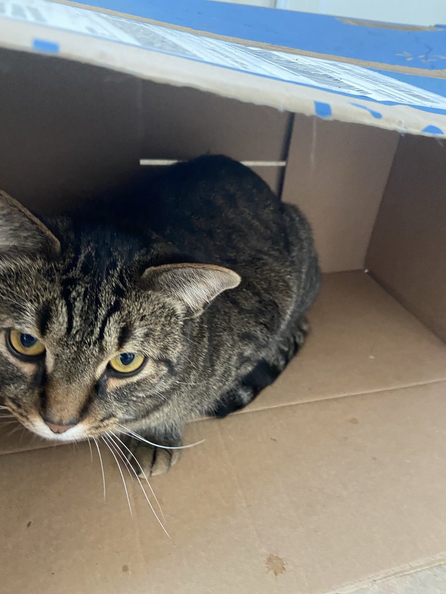 OnionPuff's tweet photo. im in a box. 
#stealth #CatsofTwittter #CallofDutyVanguard https://t.co/YbiOrba6tZ