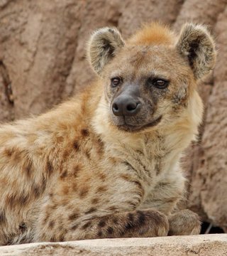 are hyenas more like dogs or cats