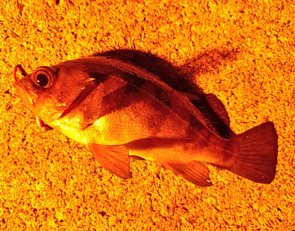 うぬぎ Samurai1 Twitter うぬぎ Samurai1 Twitter