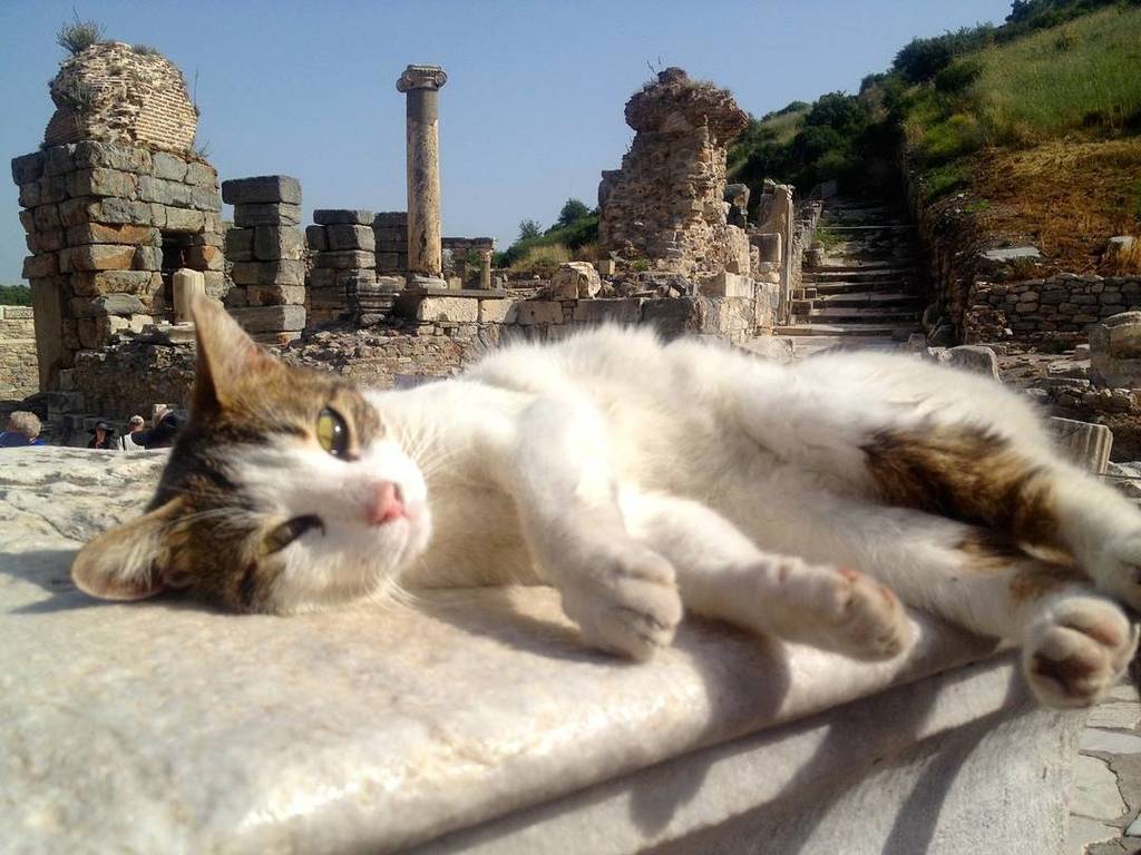 Malchish77's tweet photo. طبق معمول در ترکیه در اینجا هم تعداد زیادی گربه هست.
#CatsofEphesus https://t.co/VYWHI1rR2J