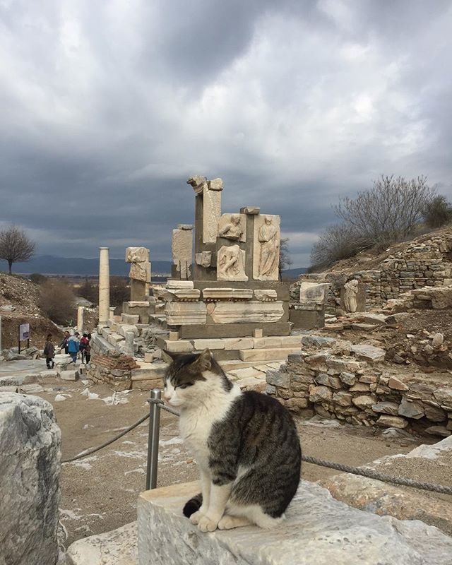 Malchish77's tweet photo. طبق معمول در ترکیه در اینجا هم تعداد زیادی گربه هست.
#CatsofEphesus https://t.co/VYWHI1rR2J