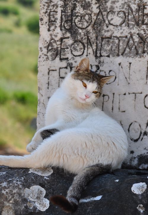 Malchish77's tweet photo. طبق معمول در ترکیه در اینجا هم تعداد زیادی گربه هست.
#CatsofEphesus https://t.co/VYWHI1rR2J