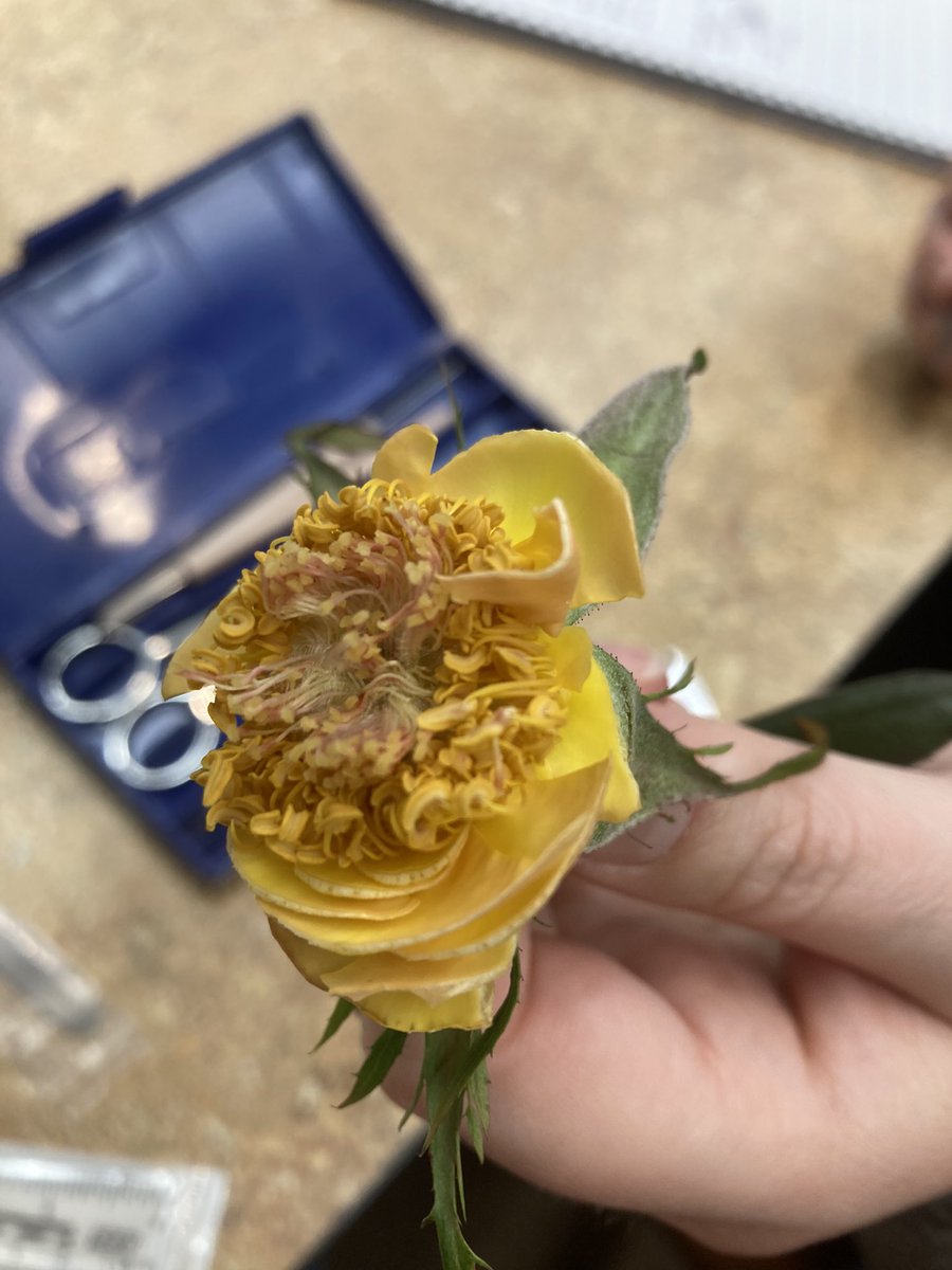 MsStauffer's tweet photo. Thursday Evening and Friday I attended an AWESOME inquiry PD conference with PSU! 

Now onto Floriculture! https://t.co/scIY7B1wXC