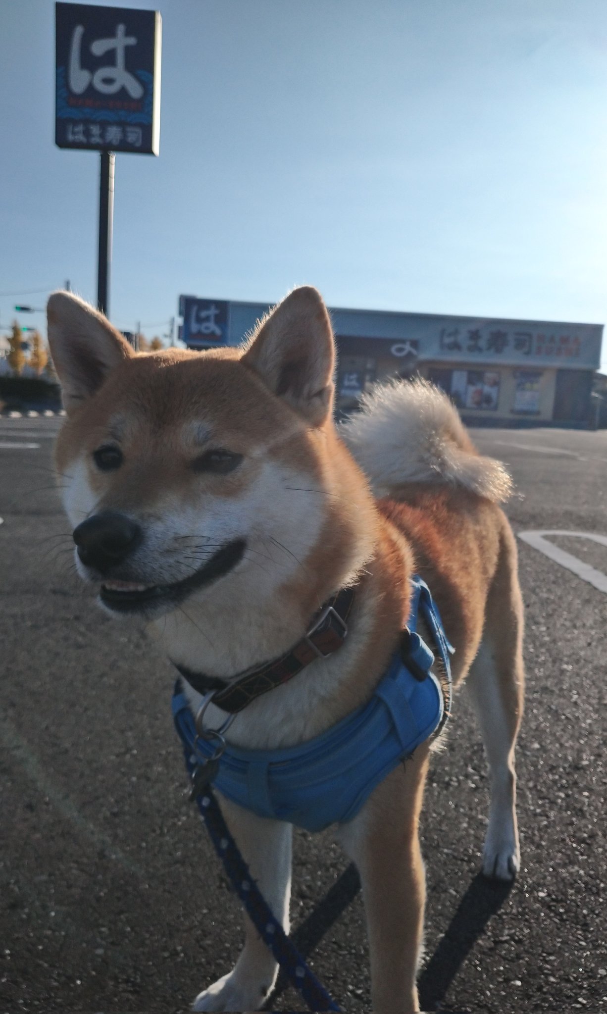 高い素材 笑い犬 B 絶賛