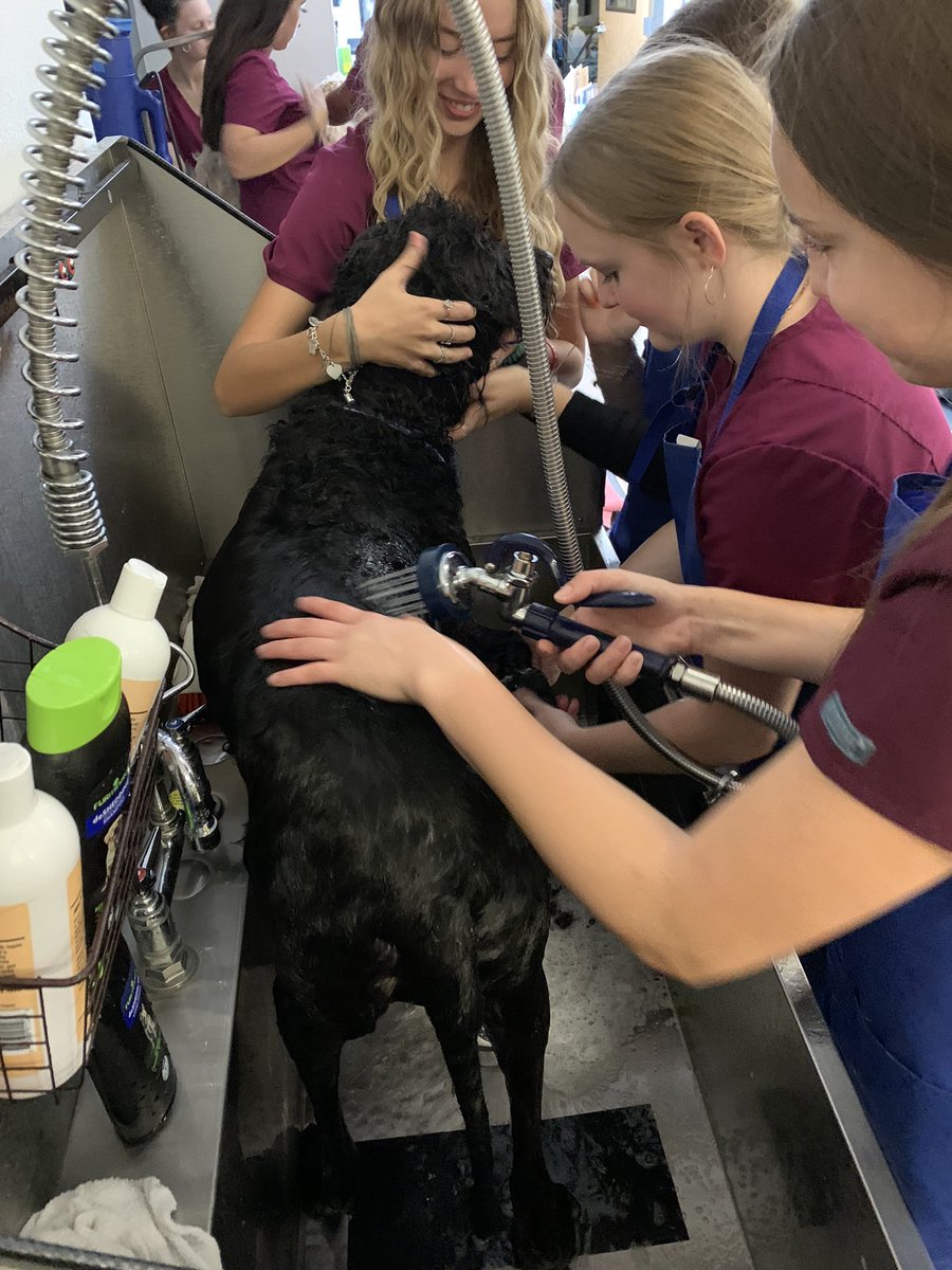 kcalvetsci's tweet photo. The Clinical Skills class experienced their first grooming day for KCAL staff members and I’d say it was a pretty productive day! #cteinkisd https://t.co/aZGCxuuPWv